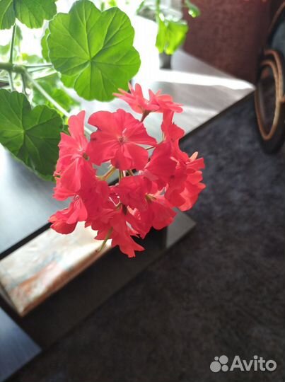 Пеларгония герань