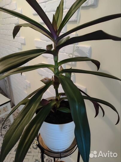 Традесканция Рео