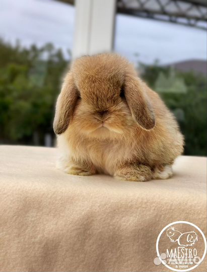 Малыш miniature lop, родители импорт Англия