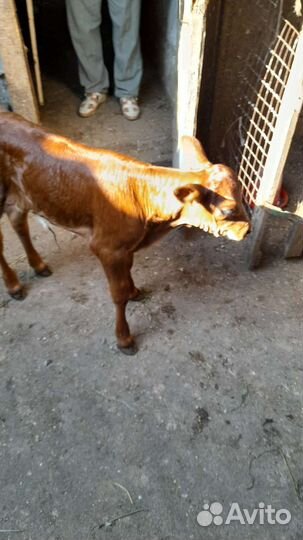 Продаю телочку