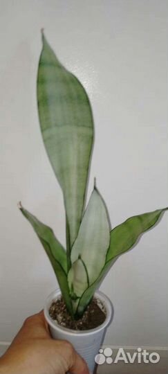 Сансевиерии 3 - Муншайн, Самурай