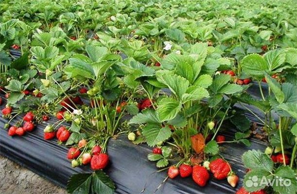 Рассада клубники