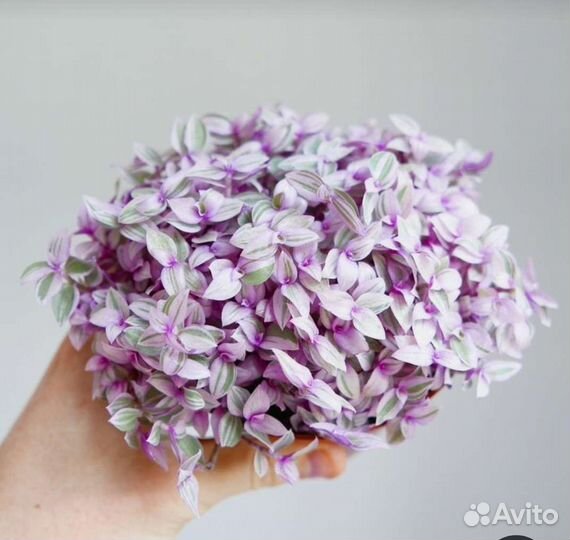 Коллизия розовая пантера и бьянка