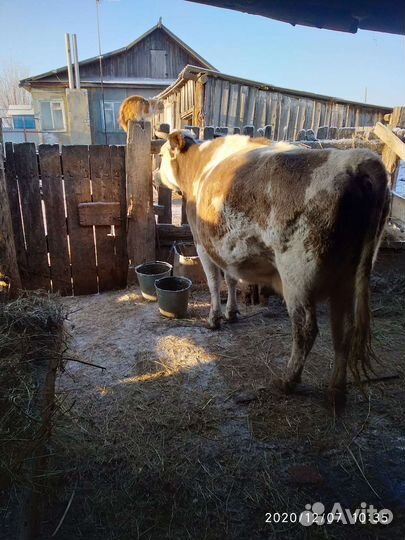 Доильный аппарат Доюшка