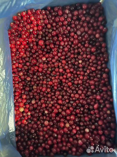 Клюква дикая 1 сорт/ замороженные ягоды