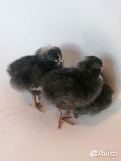 Курочки и петушки Доминант Крапчатый Д-959