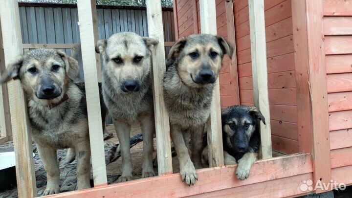 Щенки в добрые руки