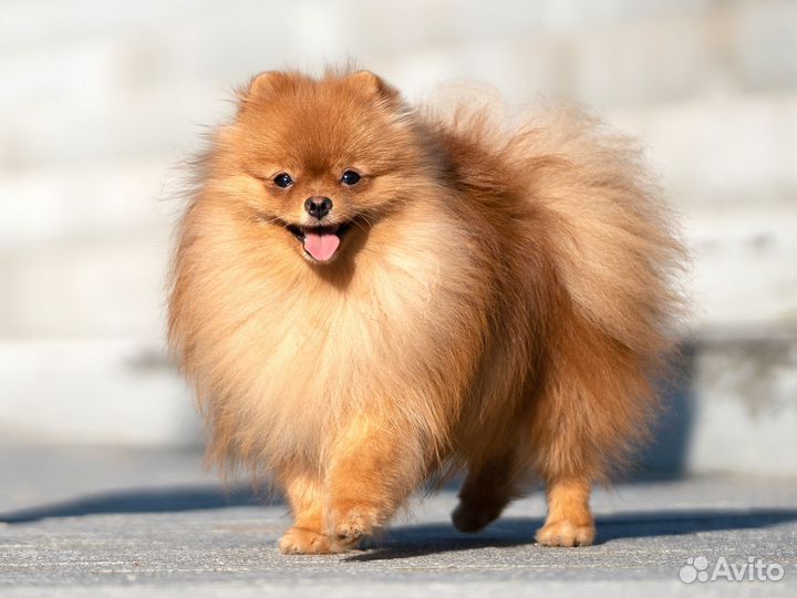 Померанский шпиц мальчик