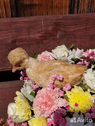 Цыплята Падуан Шамоа