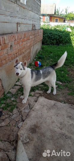 Сибирский хаски