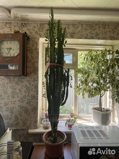 Фикус, кактус