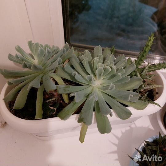 Суккуленты кактус