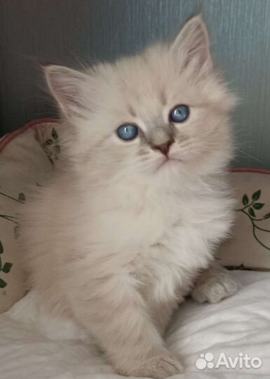 Котята сибирячки из самого сердца Сибири