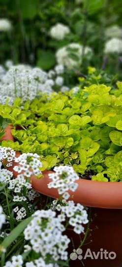 Лизимахия Вербейник монетчатый рассада