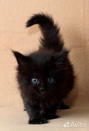 Роскошная кошь
