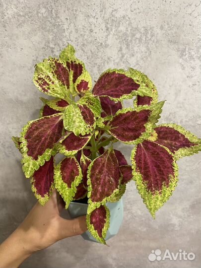 Колеус с горшком