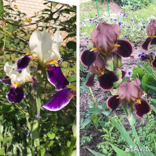 Ирисы бородатые