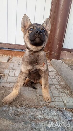 Щенок немецкой овчарки