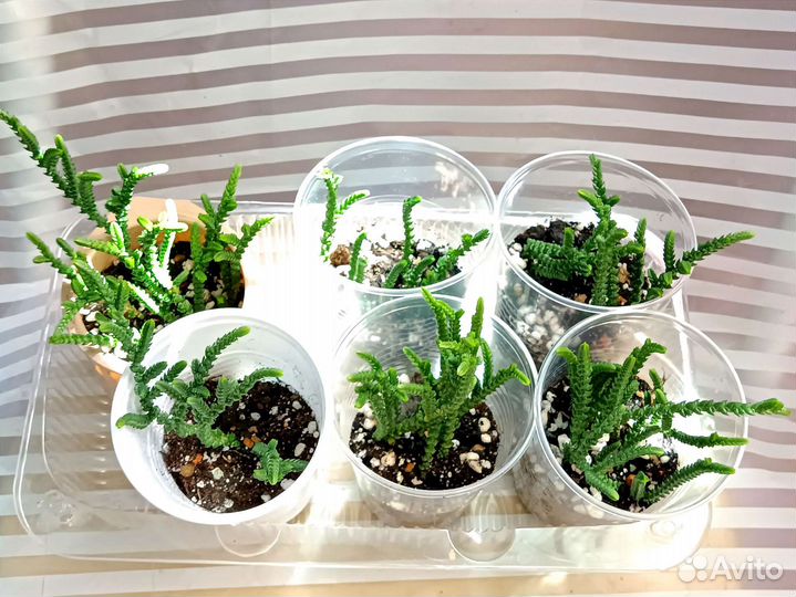 Суккулент Крассула Ложноплауновидная