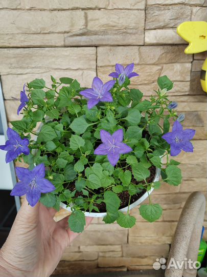 Кампанулы в 2л, цветущие