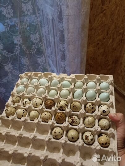 Яйцо домашнее