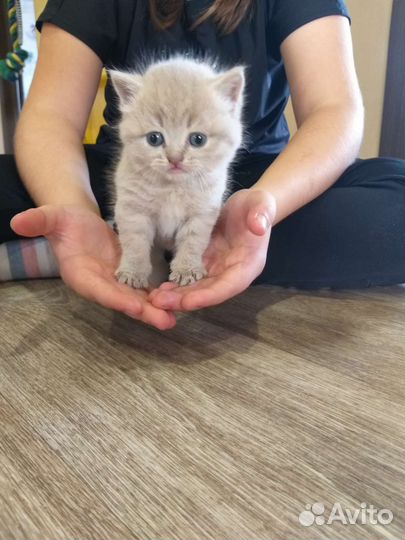 Шотландские котята