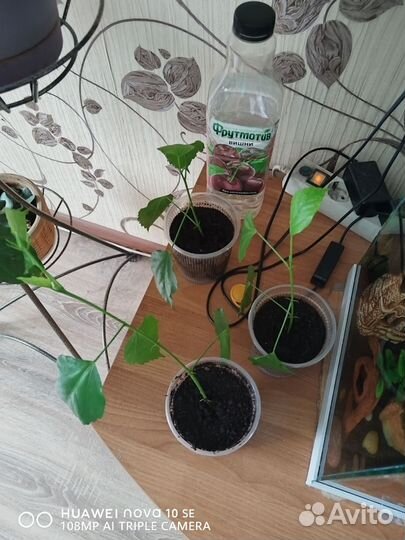 Гибискус (китайская роза) желтая