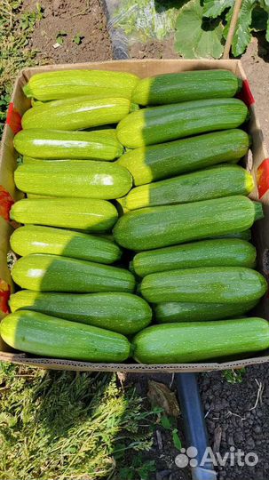 Семена кабачка Даша F1 1000с