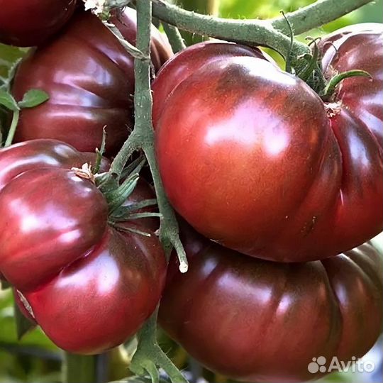 Семена томатов и огурцов сортовые