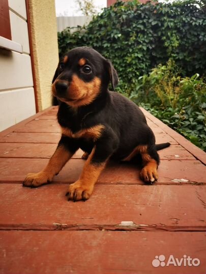 Щенки ждут новых хозяев