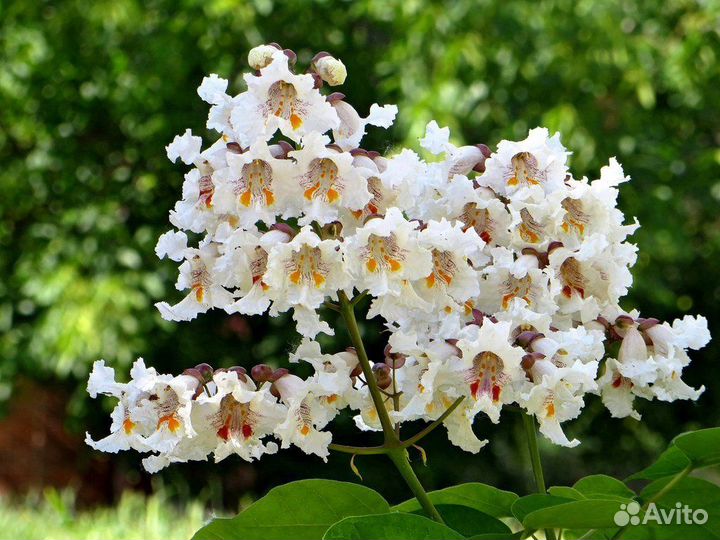 Катальпа дерево счастья. Саженцы