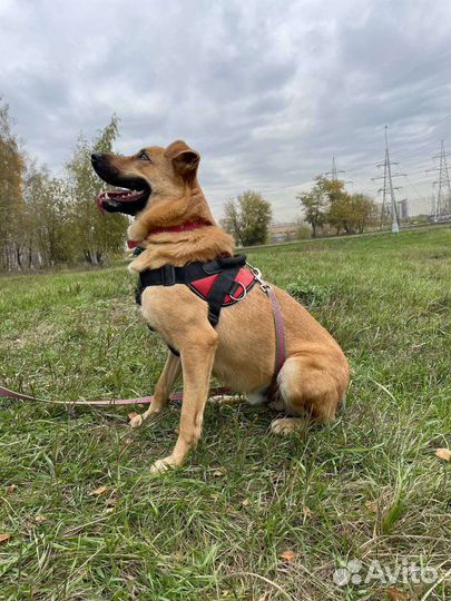 Жак ищет дом (собака из приюта)