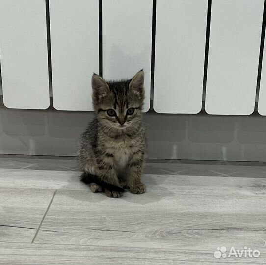 Котята в добрые руки даром