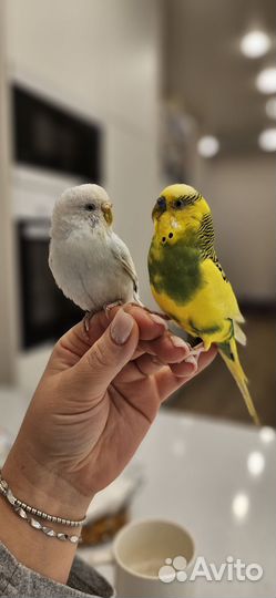 Волнистый попугай