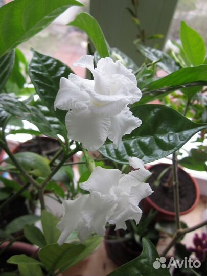 Табернемонтана, лавр и другие