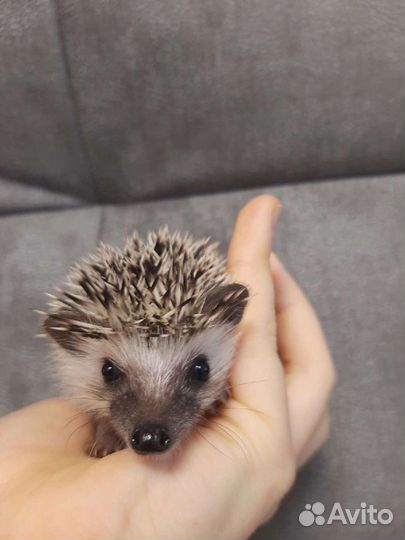 Африканский ежик