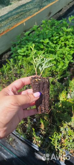 Черенки туи смарагд