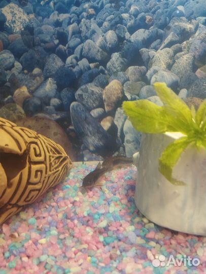 Аквариумные рыбки