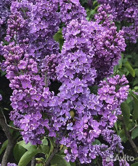 Сирень1-2-3-4-5 летки селекция СССР 3 цвета