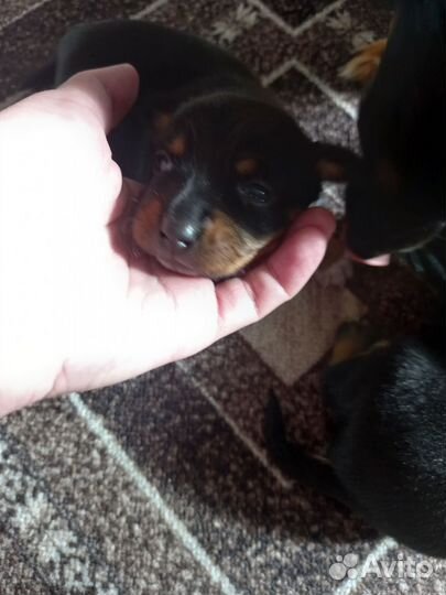 Той-терьер щенки