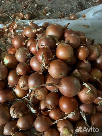 Лук репчатый оптом