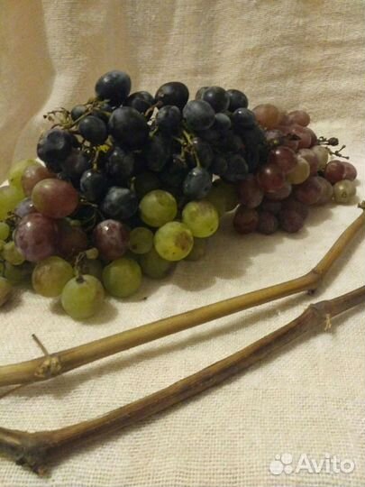 Саженцы винограда