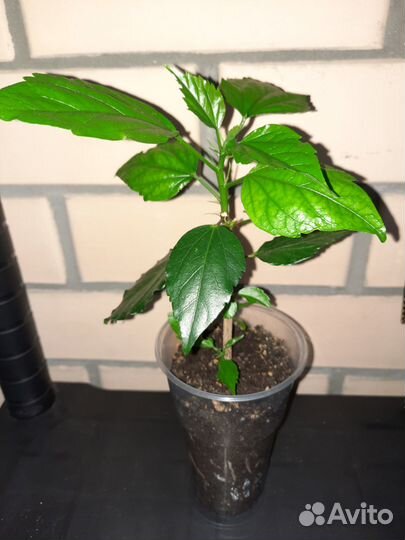 Гибискус китайская роза