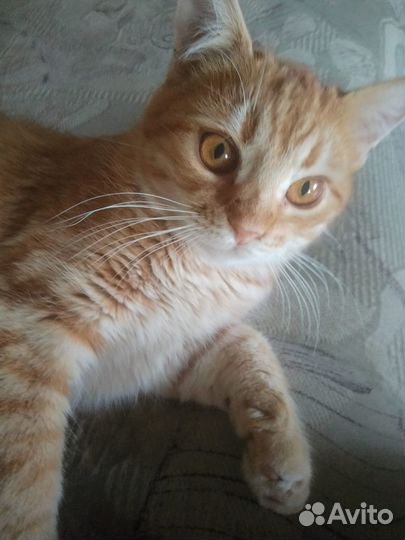 Котенок в добрые руки мальчик