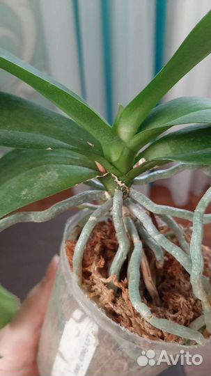 Орхидея Liu's Beauty Taiwan