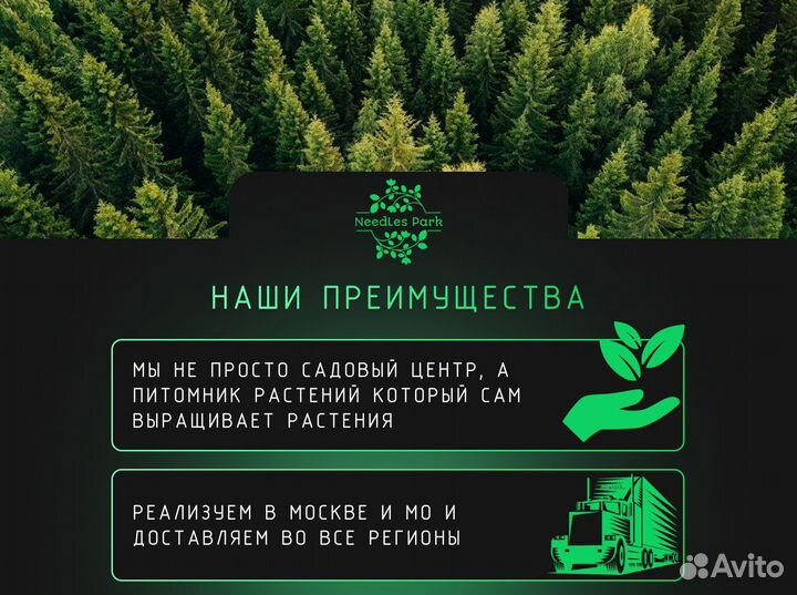 Туя брабант,Смарагд