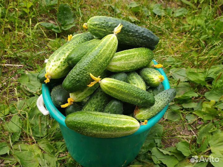 Огурцы домашние