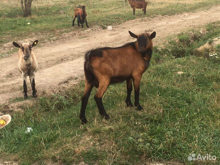 Козел чешский