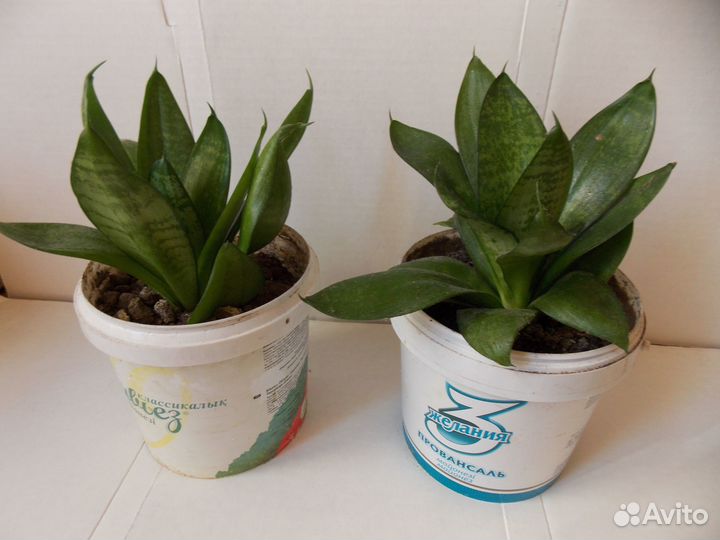 Комнатное растение - сансевиерия