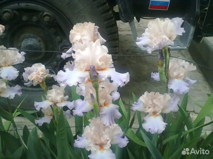 Сортовые крупные ирисы